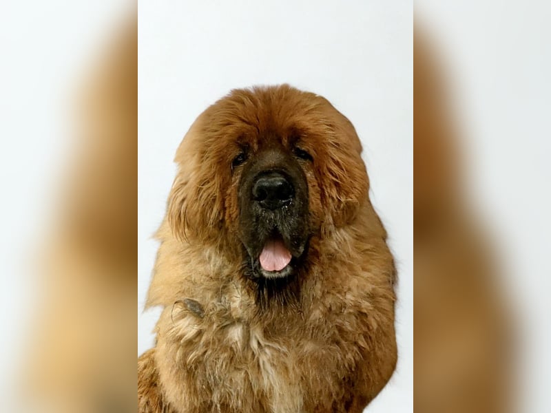 Sari ❤️ sensible Tibetmastiff Hündin sucht Vertrauen