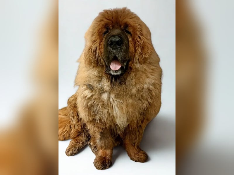 Sari ❤️ sensible Tibetmastiff Hündin sucht Vertrauen