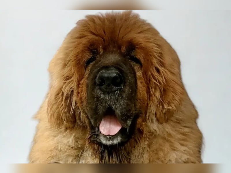 Sari ❤️ sensible Hündin sucht Vertrauen