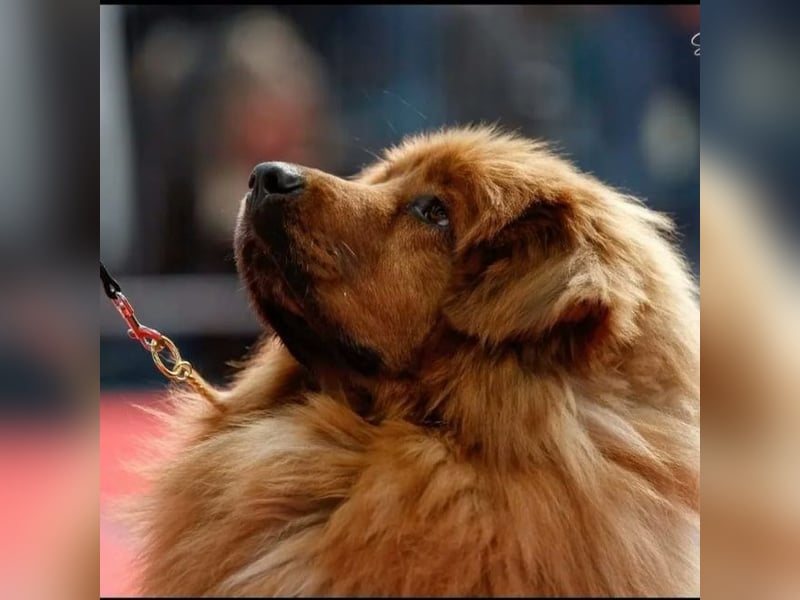 Do khyi Tibetischer Mastiff