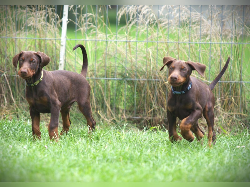 Dobermann Welpen aus Leistung und Schönheit - FCI