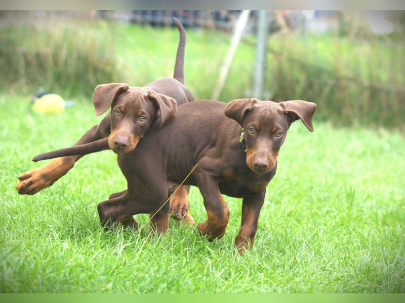 Dobermann Welpen aus Leistung und Schönheit - FCI