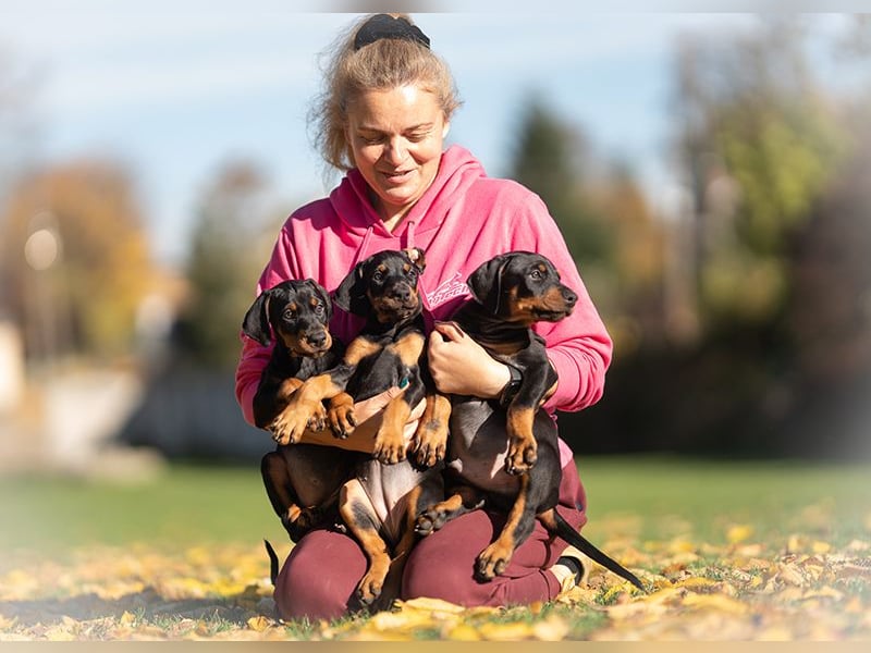 Dobermann Welpen aus Championverpaarung - FCI