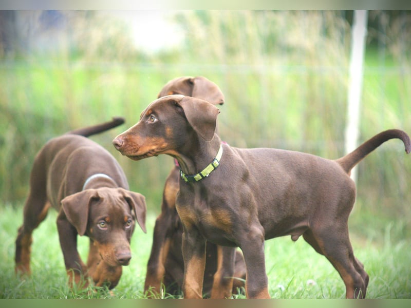 Dobermann Welpen aus Leistung und Schönheit - FCI