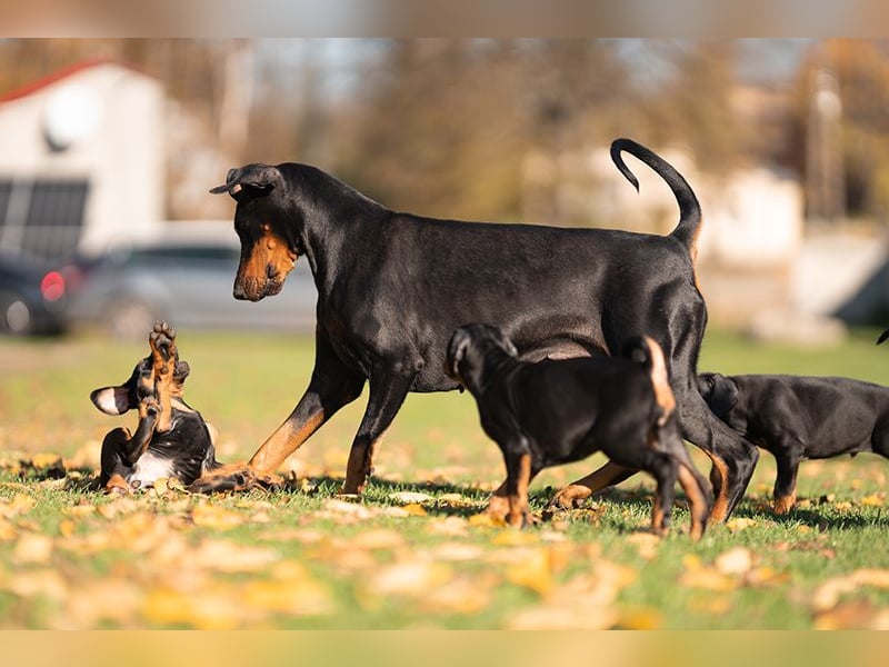 Dobermann Welpen aus Championverpaarung - FCI