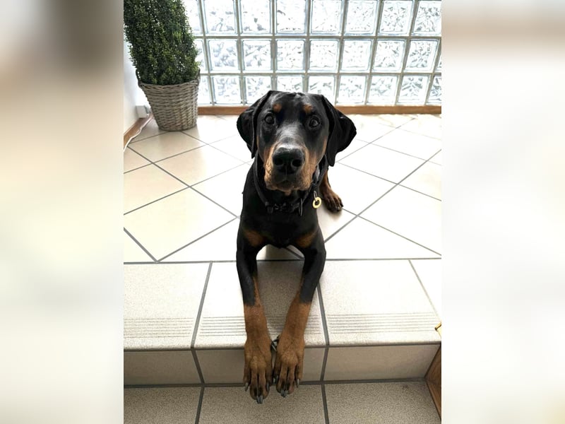 Dobermann Jungrüde 1 Jahr - FCI