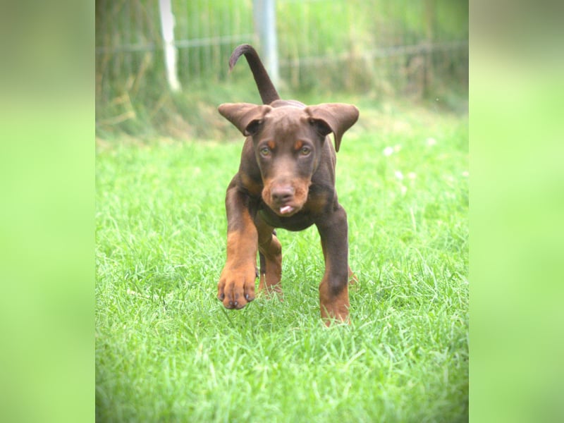 Dobermann Welpen aus Leistung und Schönheit - FCI