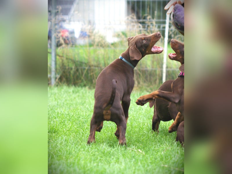 Dobermann Welpen aus Leistung und Schönheit - FCI