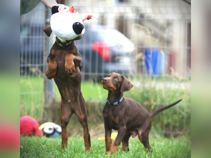 Dobermann Welpen aus Leistung und Schönheit - FCI