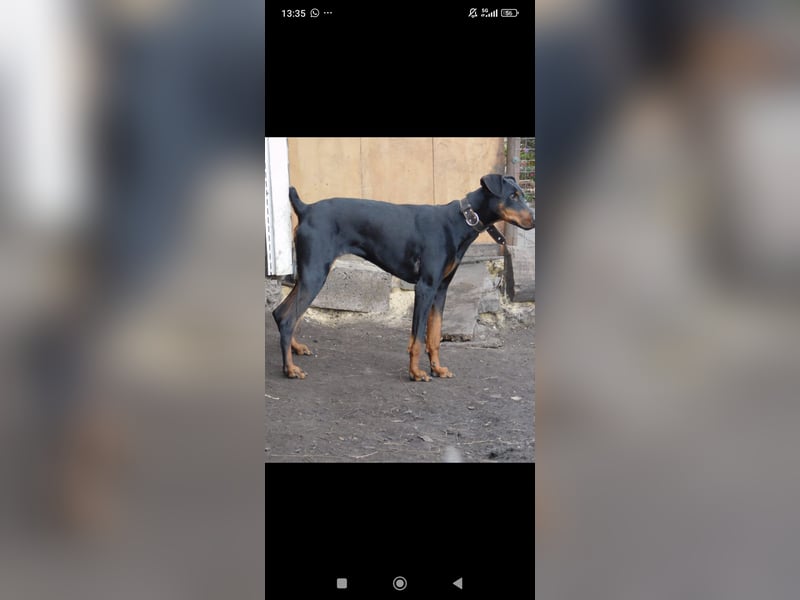 Eine wunderbare Dobermann - Hündin sucht ihre Familie.