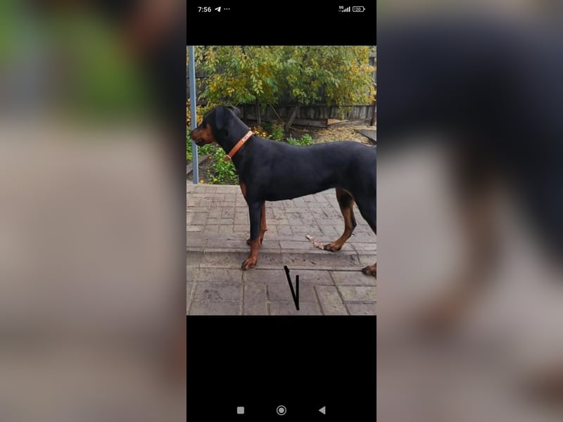 Eine wunderbare Dobermann - Hündin sucht ihre Familie.