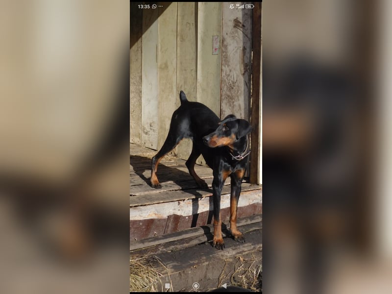 Eine wunderbare Dobermann - Hündin sucht ihre Familie.