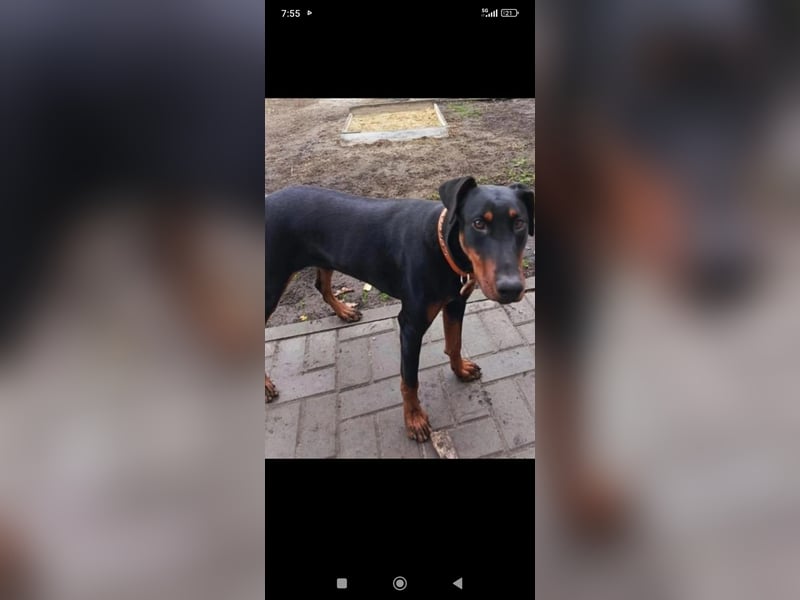 Eine wunderbare Dobermann - Hündin sucht ihre Familie.
