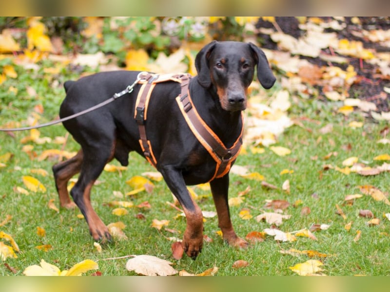 Tulio - ein Prachtkerl - Tierhilfe Franken e.V.