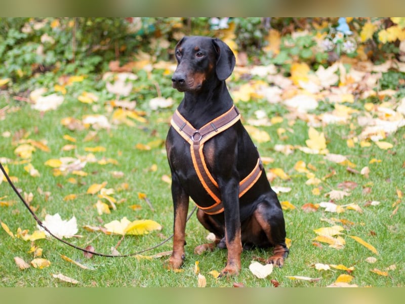 Tulio - ein Prachtkerl - Tierhilfe Franken e.V.