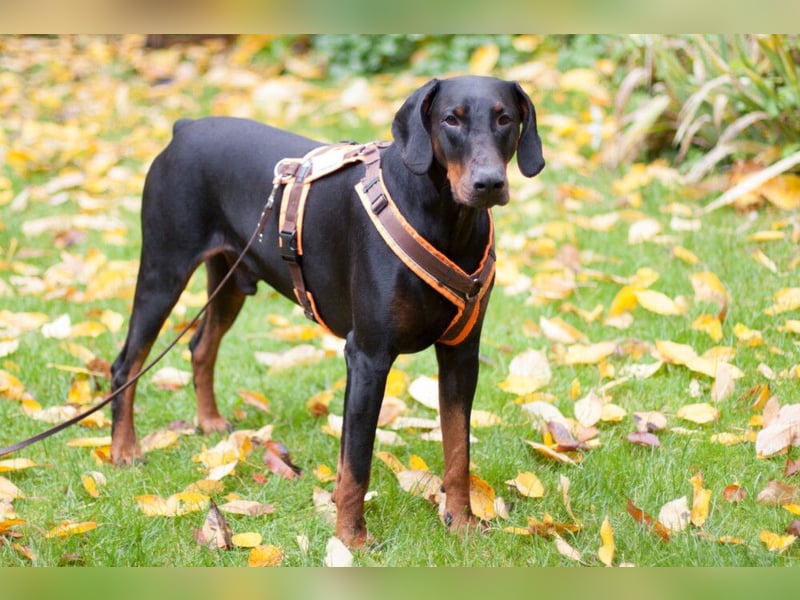 Tulio - ein Prachtkerl - Tierhilfe Franken e.V.