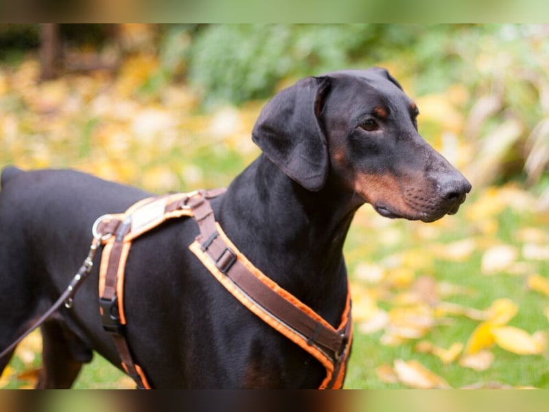 Tulio - ein Prachtkerl - Tierhilfe Franken e.V.