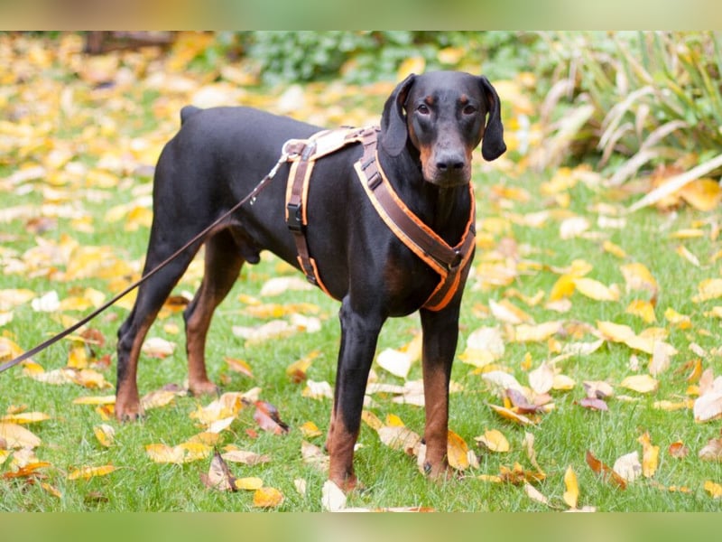Tulio - ein Prachtkerl - Tierhilfe Franken e.V.