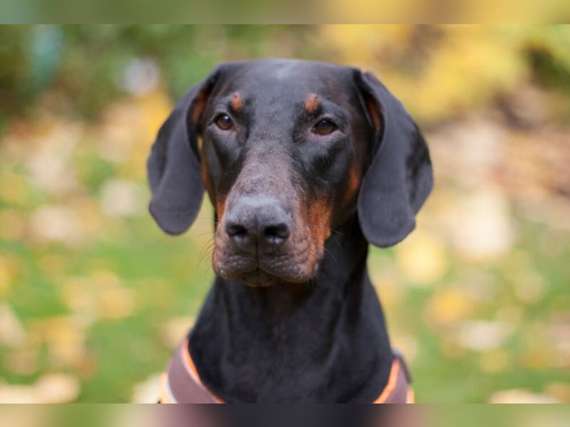 Tulio - ein Prachtkerl - Tierhilfe Franken e.V.