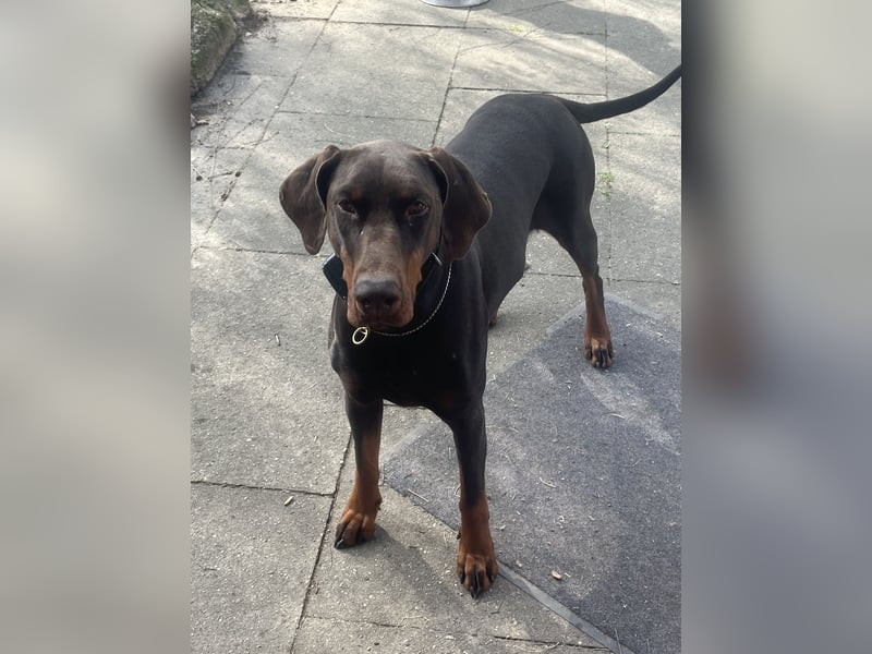 Dobermann Hündin zu verkaufen