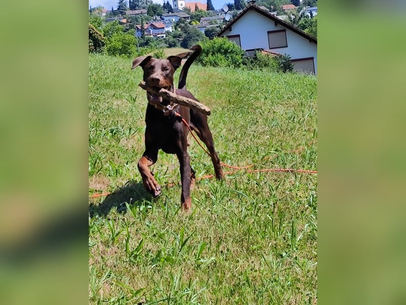 Dobermann Rüde