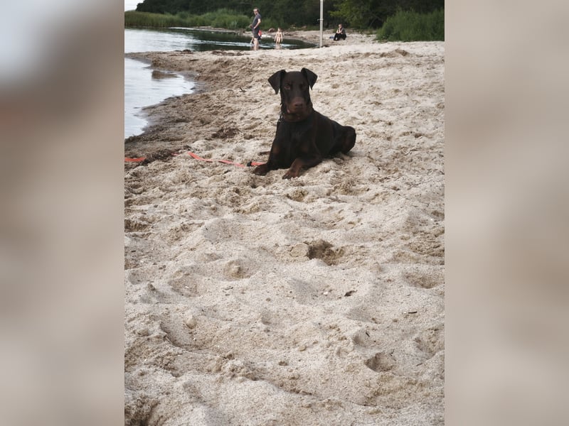 Dobermann Rüde