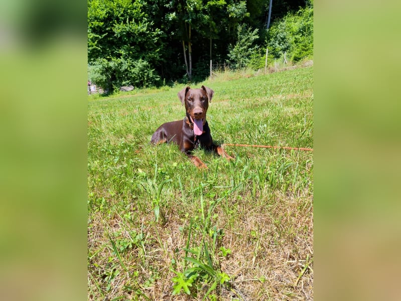 Dobermann Rüde