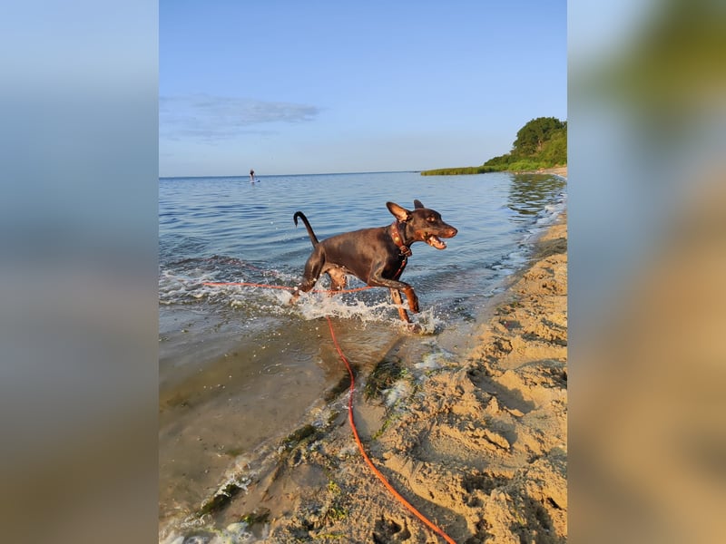 Dobermann Rüde
