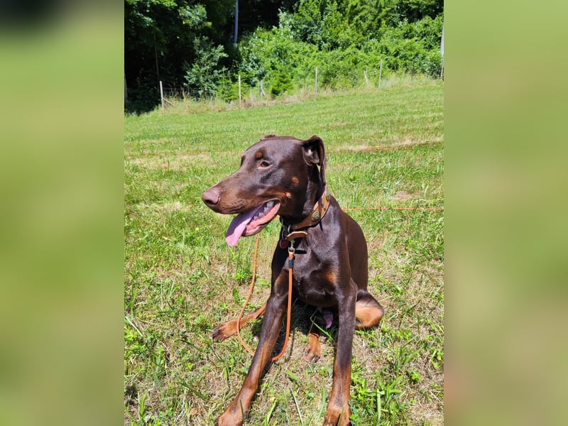 Dobermann Rüde
