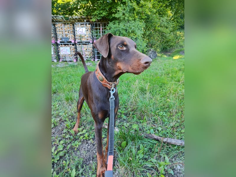 Dobermann Rüde