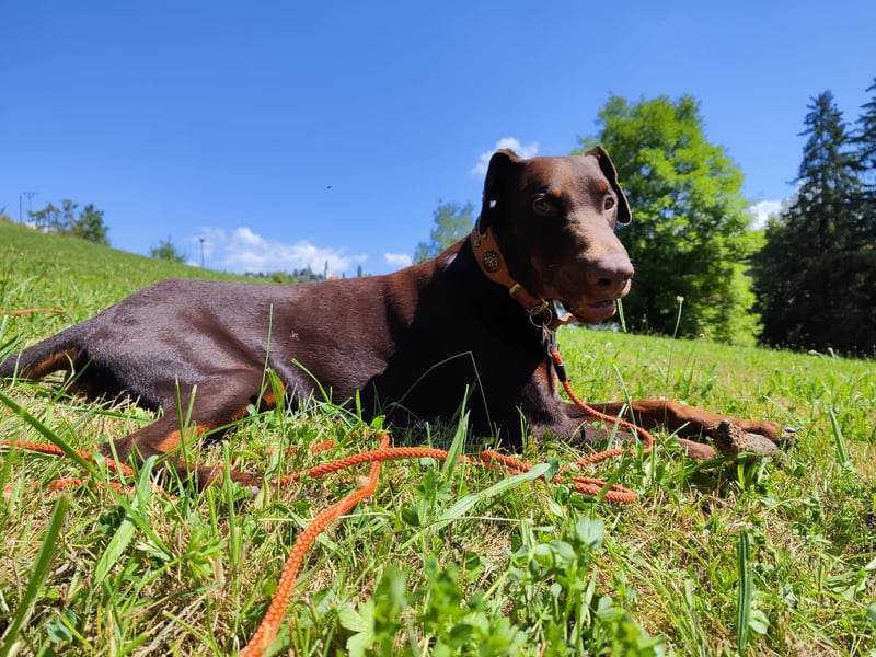 Dobermann Rüde