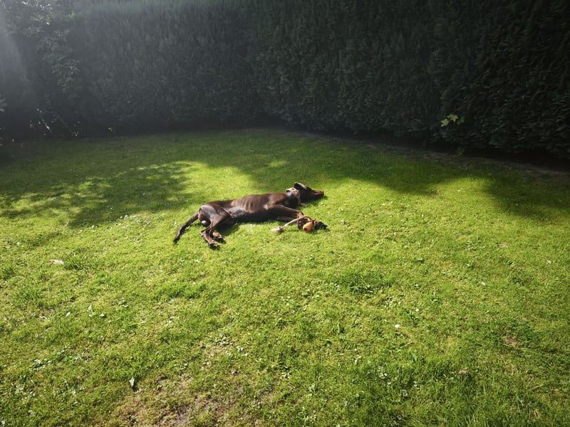 Dobermann Rüde