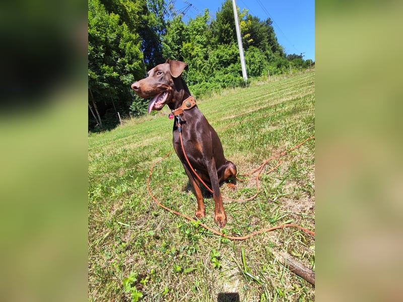 Dobermann Rüde