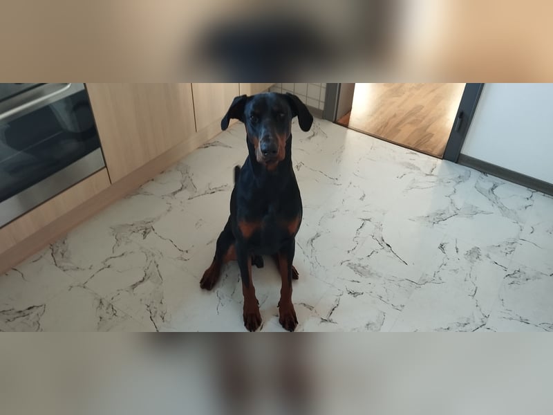 Dobermann Rüde Mailo ? zwei Jahre alt, nicht kastriert, sucht erfahrenes Zuhause