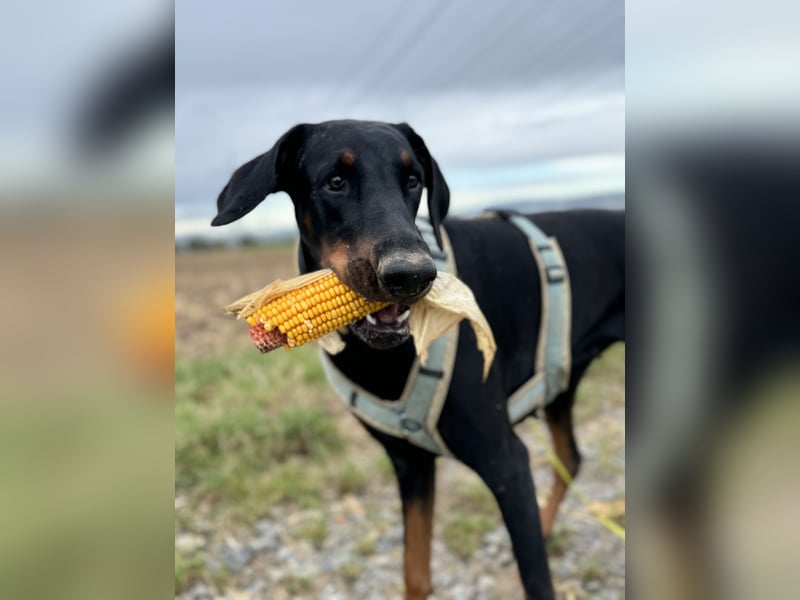 Dobermann-Aussie-Designerhundewelpen