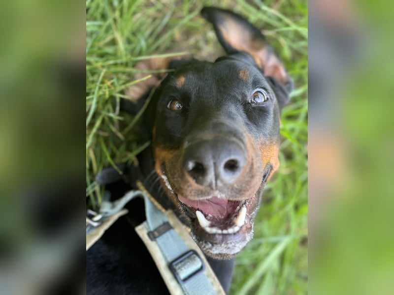 Dobermann-Aussie-Designerhundewelpen