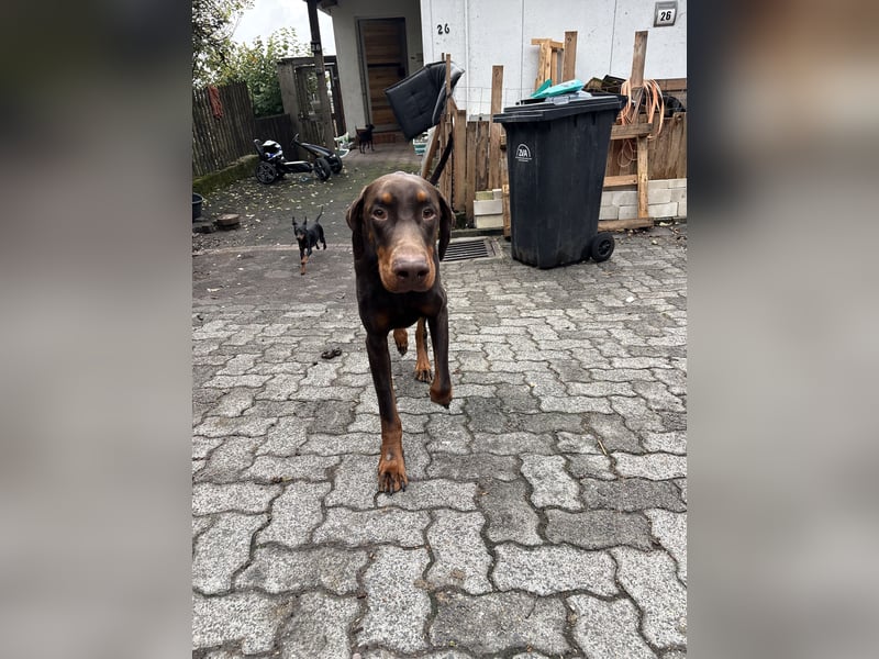 Dobermann A-jay