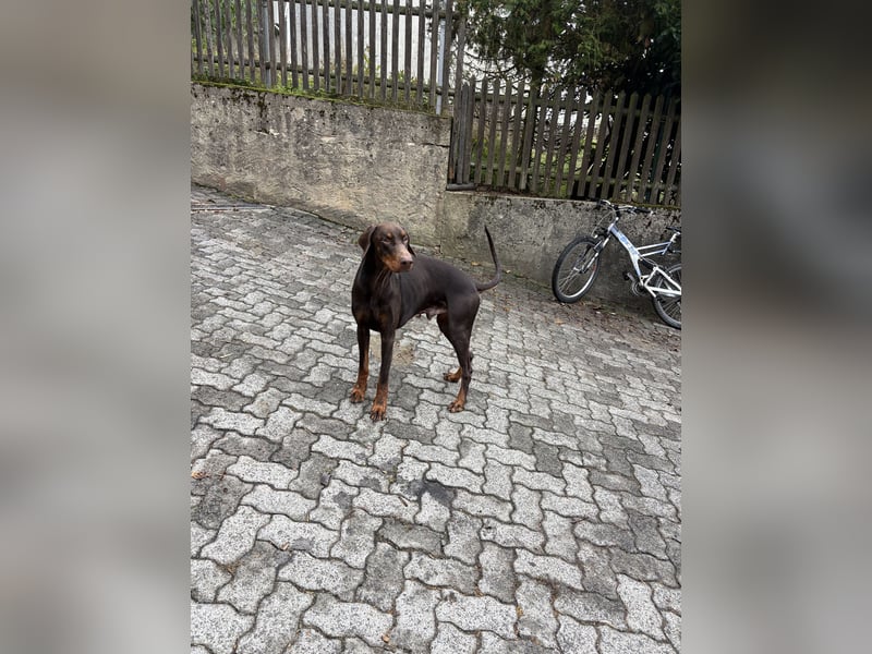 Dobermann A-jay