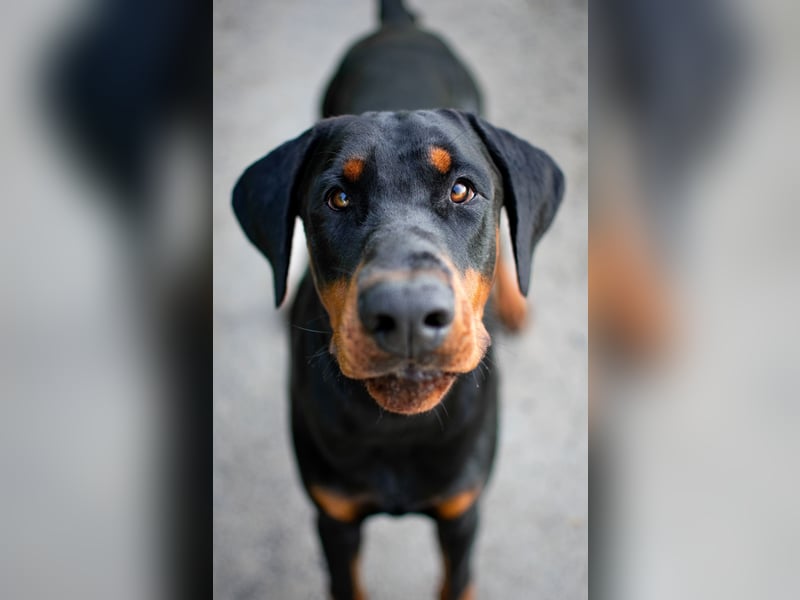 Deckrüde Dobermann