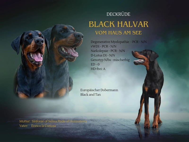 Deckrüde Dobermann