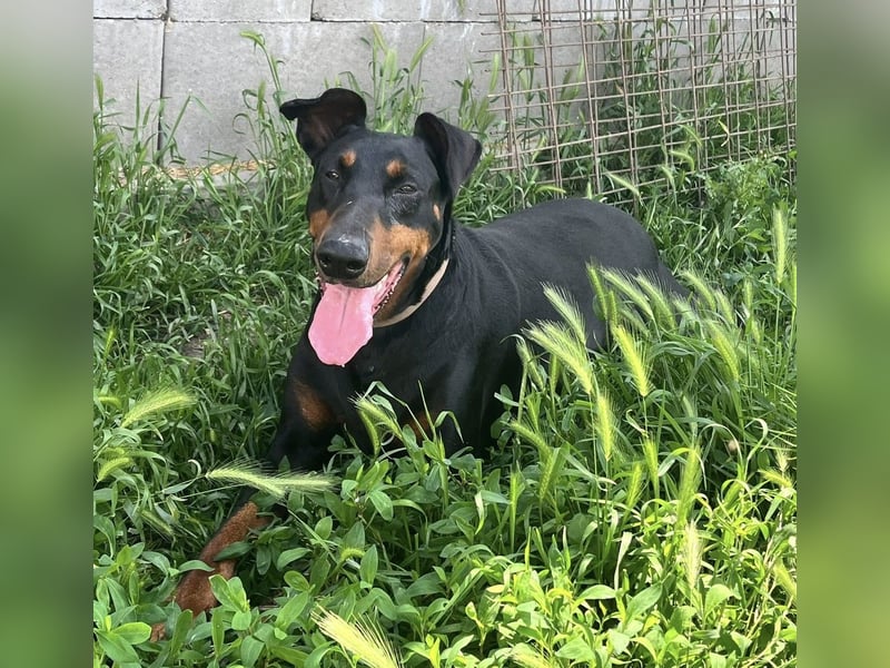 Fibi von kettenlos