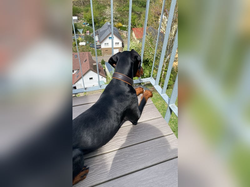 Dobermann genau 1 Jahr