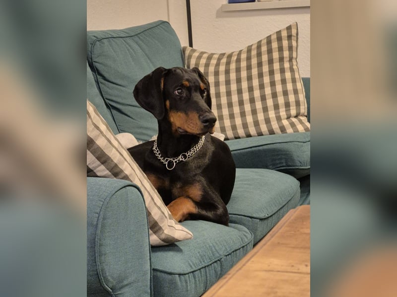 Dobermann genau 1 Jahr