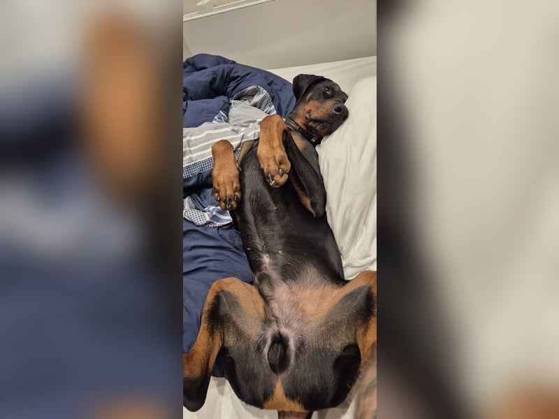 Dobermann genau 1 Jahr