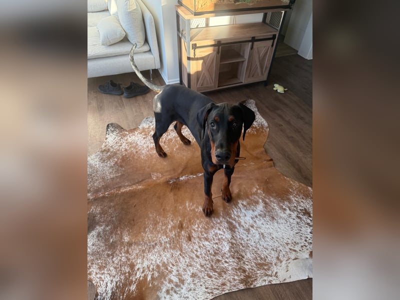 Dobermann genau 1 Jahr