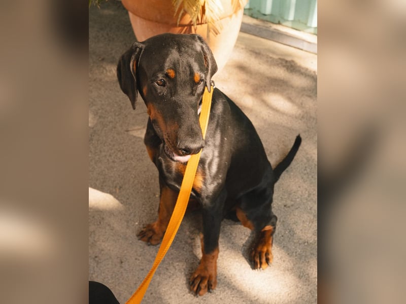 Dobermann Roko