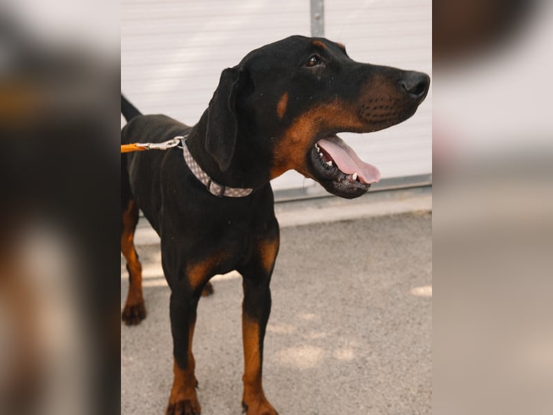 Dobermann Roko