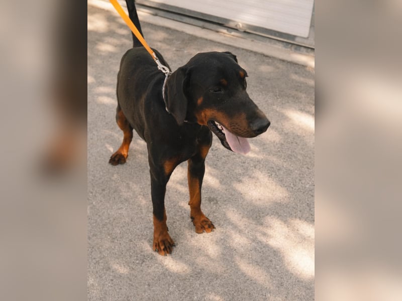Dobermann Roko