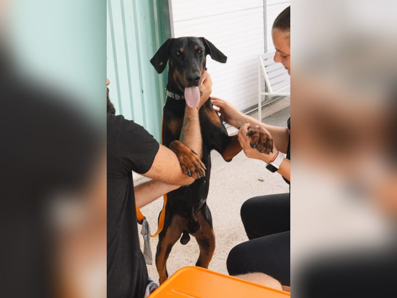 Dobermann Roko