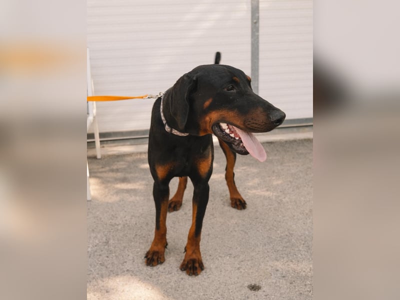 Dobermann Roko